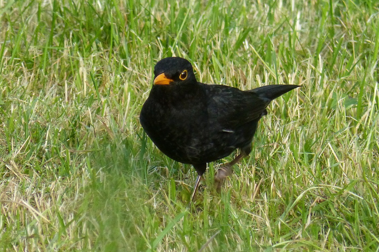 blackbird bird black free photo