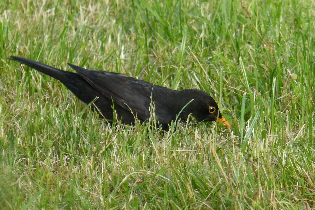 blackbird bird black free photo