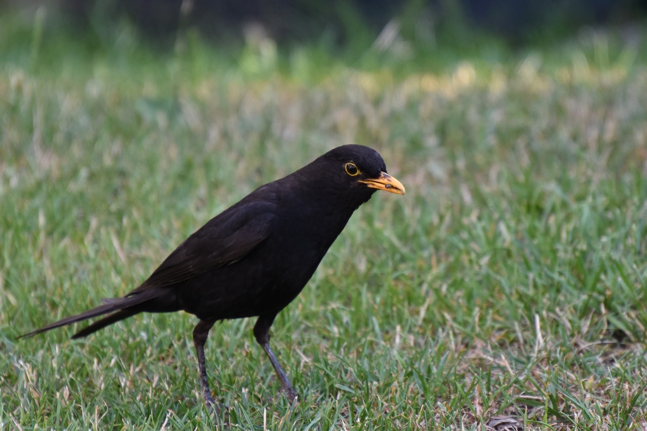 blackbird  male  bill free photo