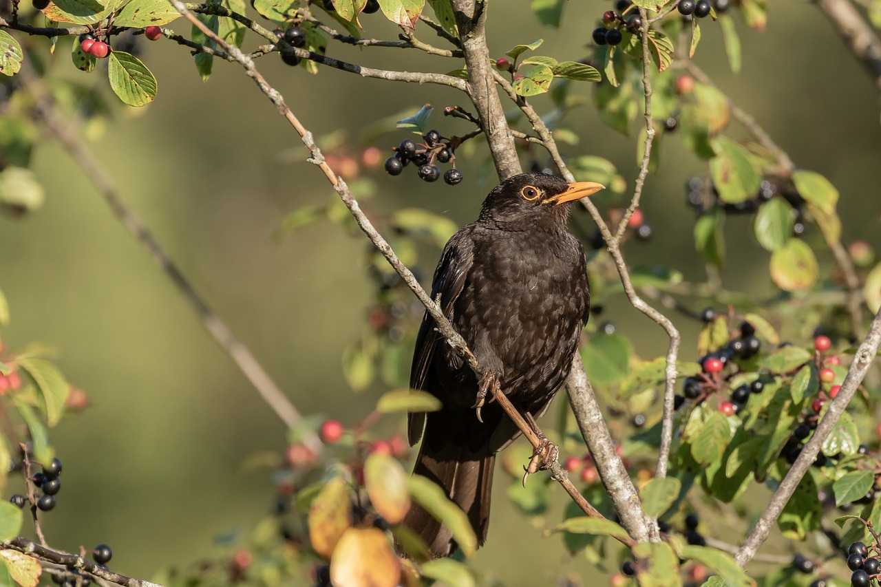 blackbird  throttle  true free photo