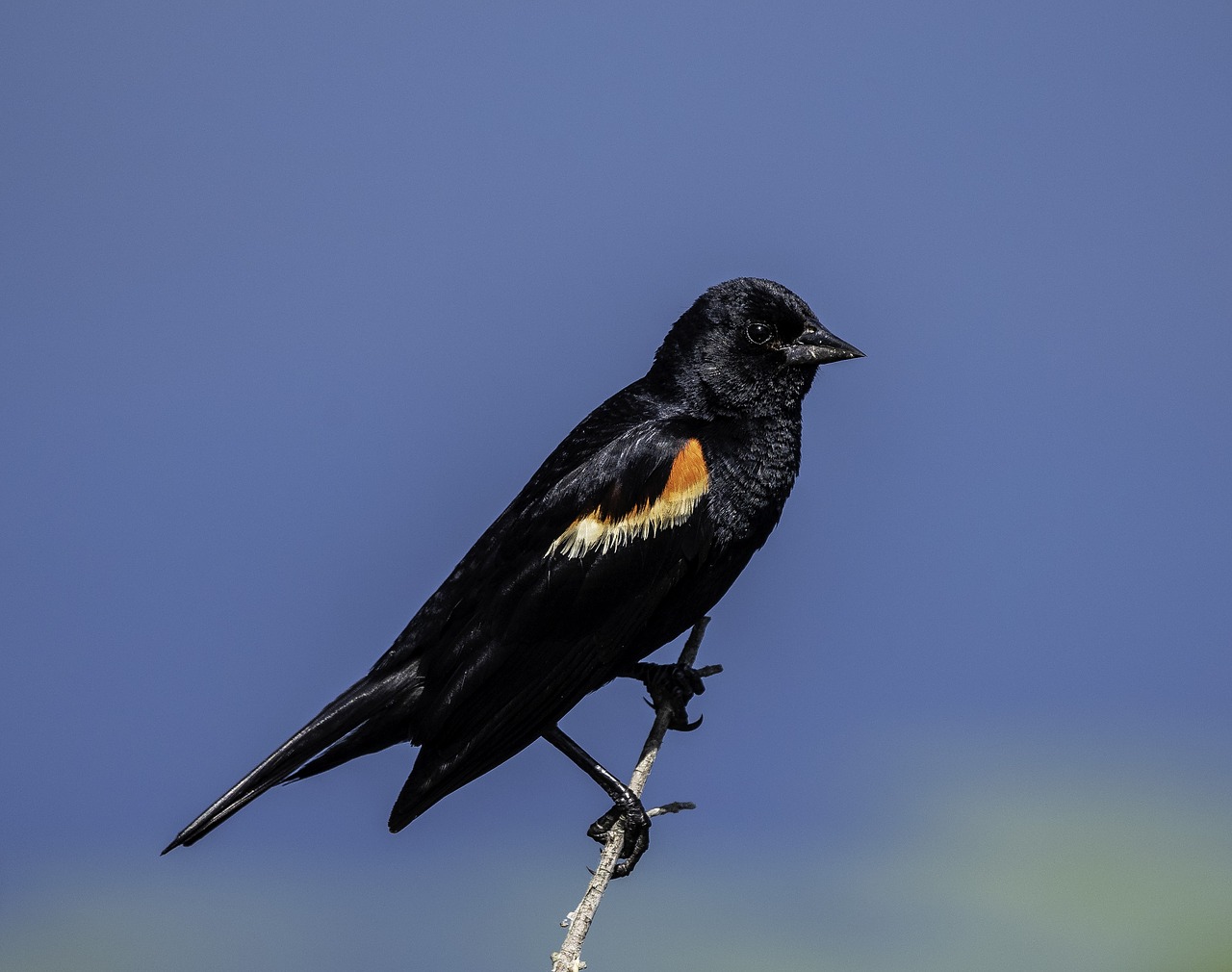 blackbird  red-winged blackbird  bird free photo