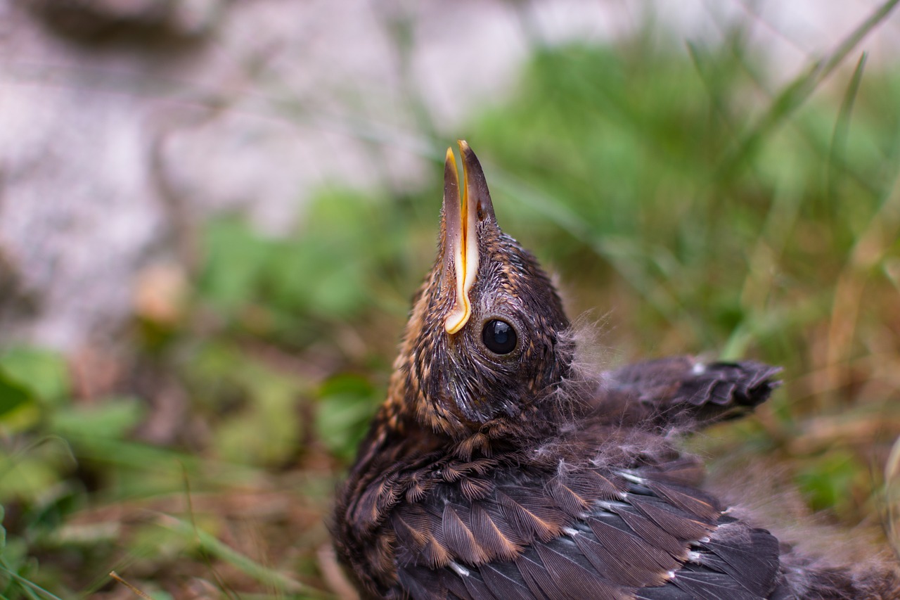 blackbird  chicken  bird free photo