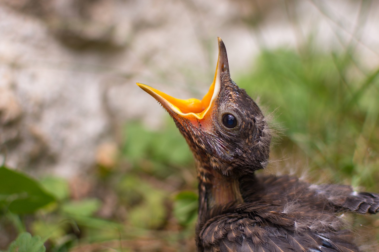 blackbird  chicken  bird free photo