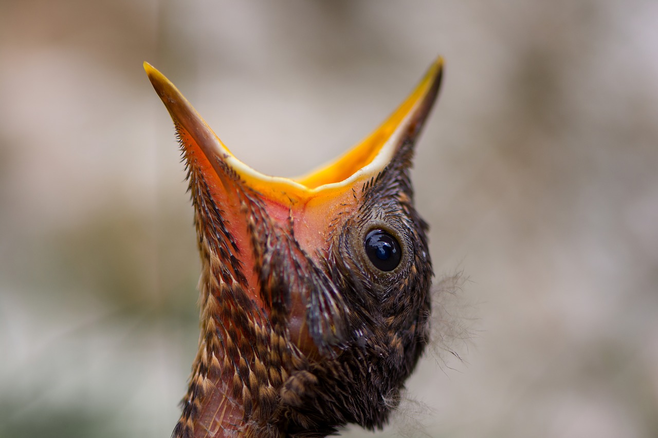 blackbird  chicken  bird free photo