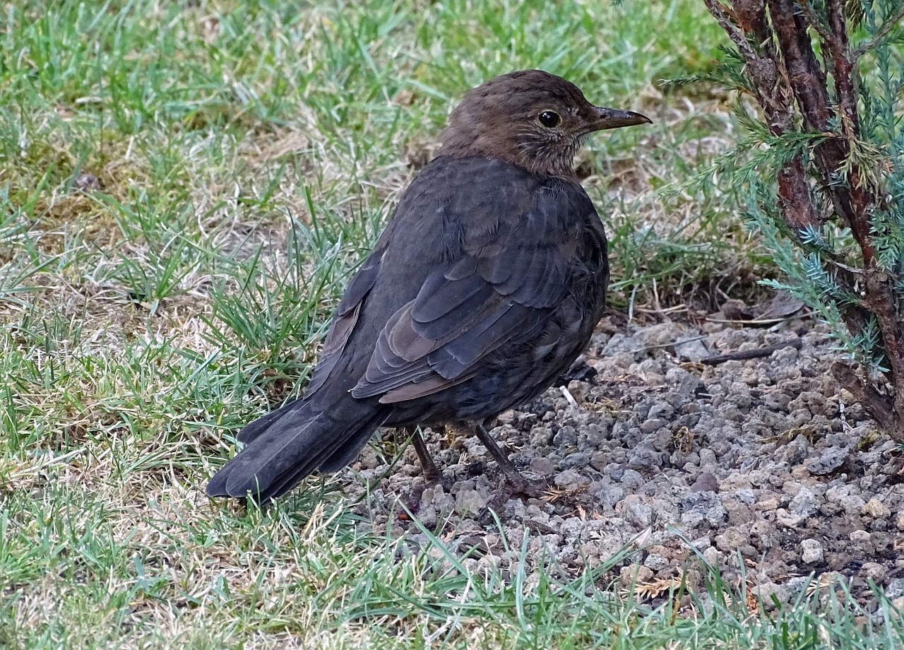 blackbird  songbird  bird free photo