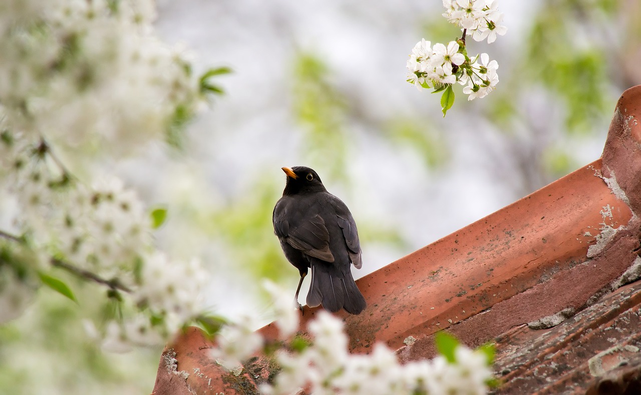 blackbird  bird  flowers free photo