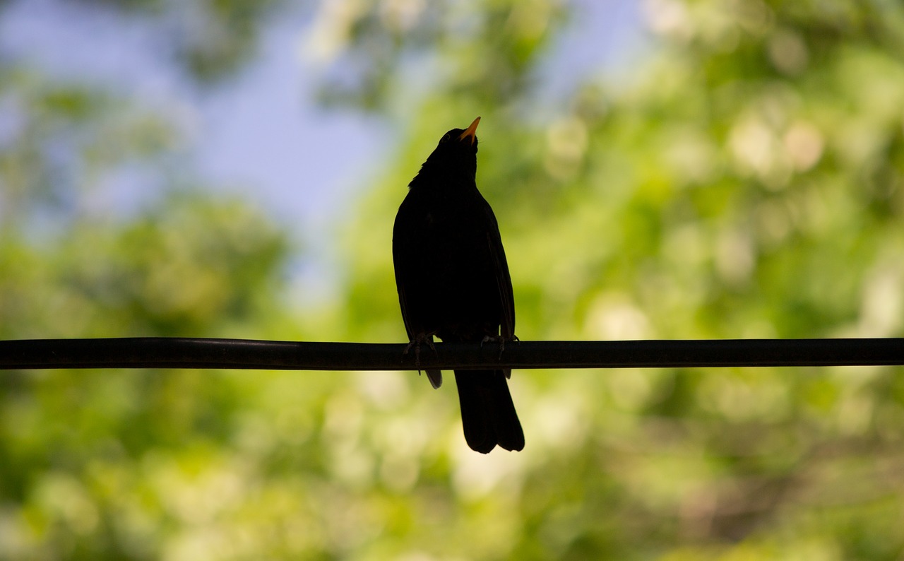 blackbird  bird  flowers free photo