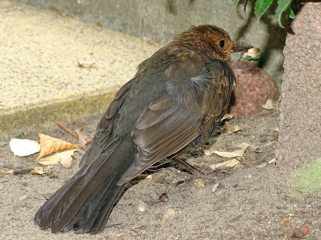 blackbird  songbird  bird free photo