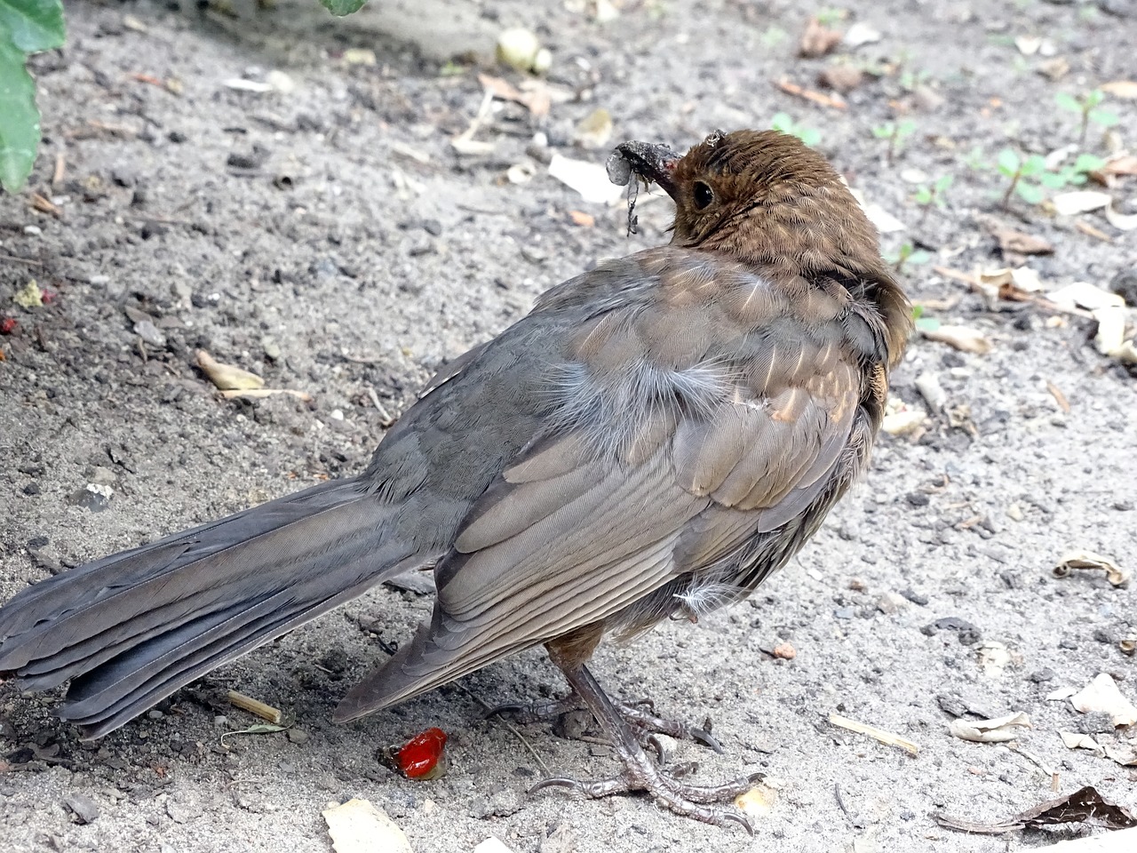 blackbird  songbird  bird free photo