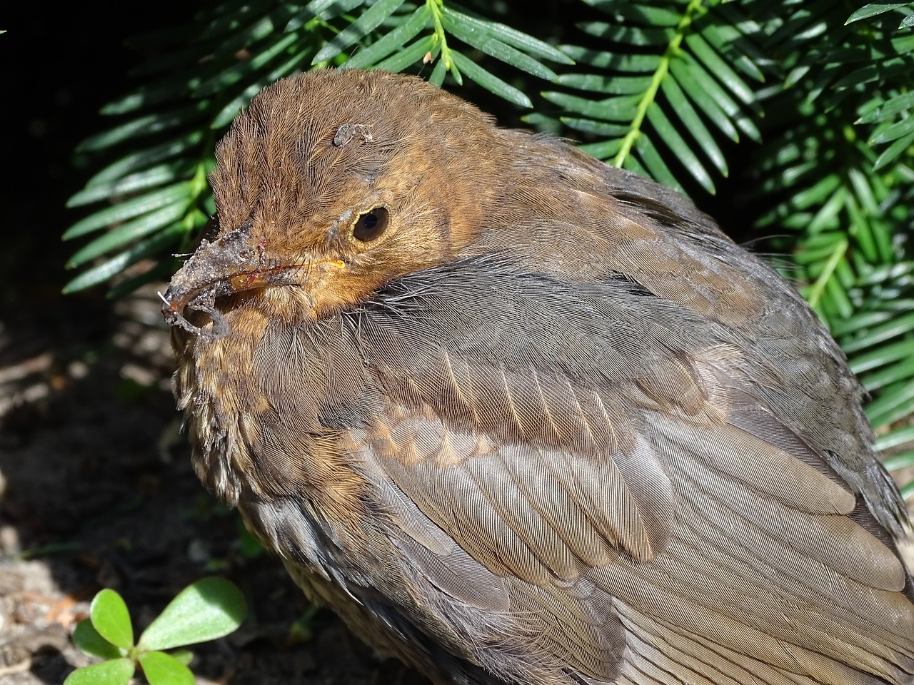 blackbird  songbird  bird free photo