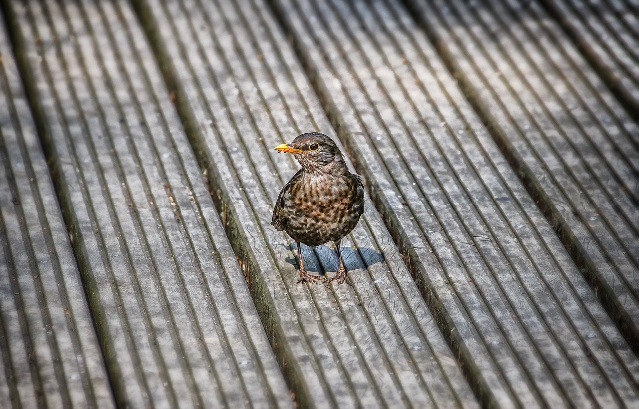 blackbird  throttle  bird free photo