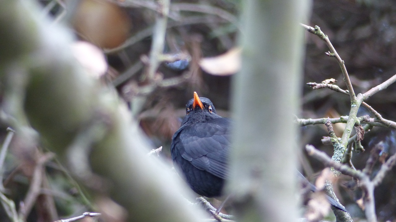 blackbird  bird  animal free photo