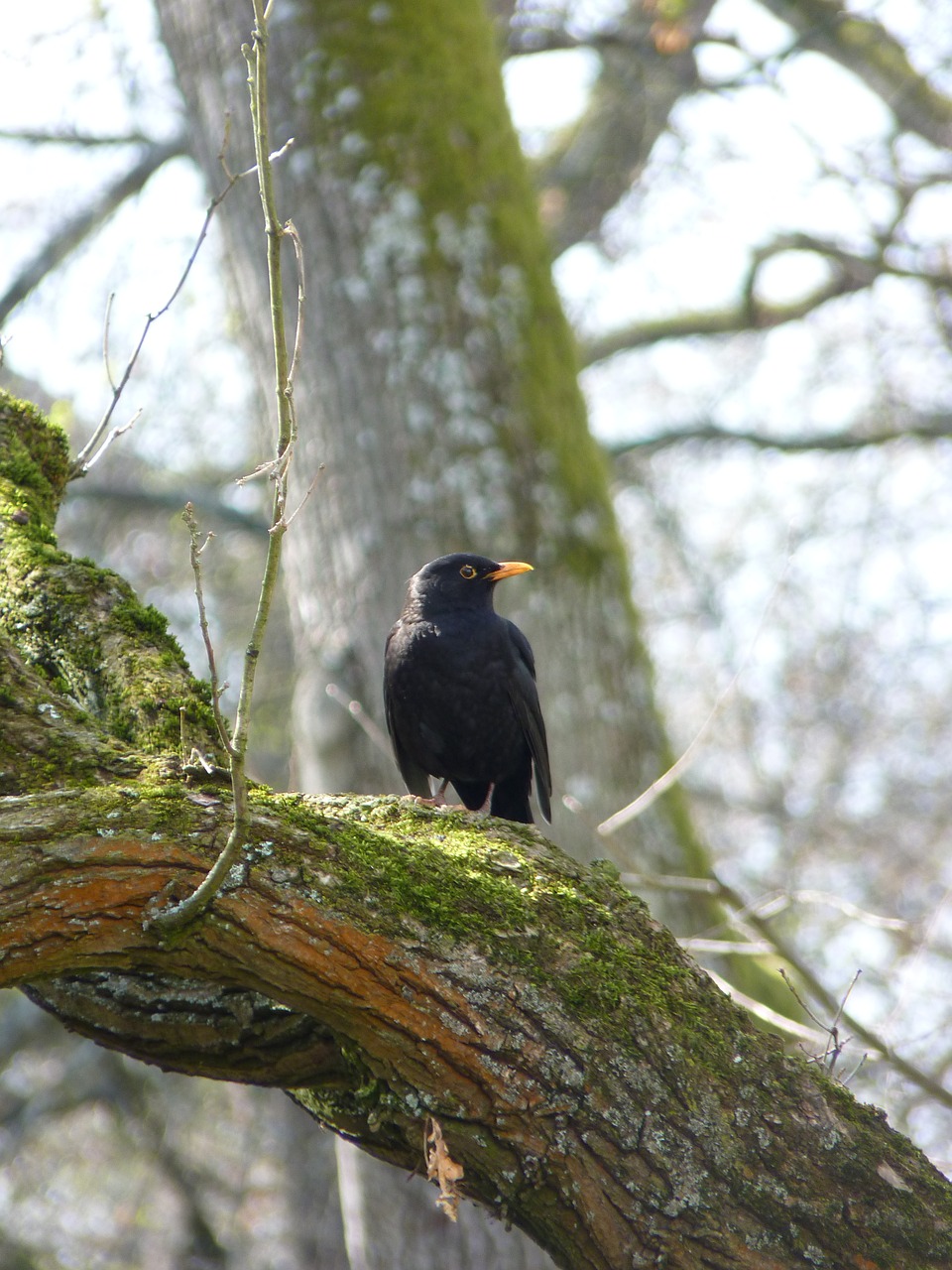 blackbird black close free photo