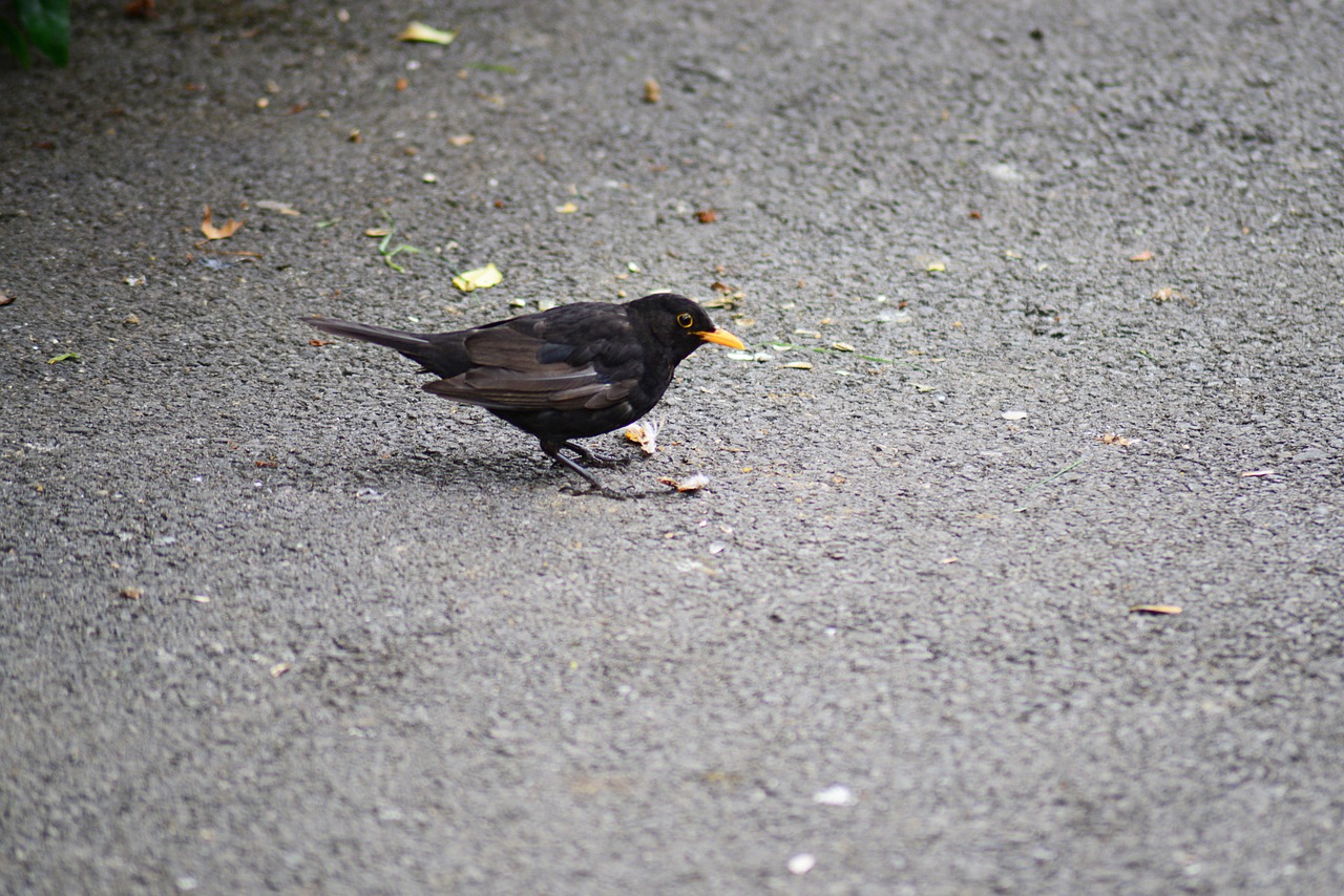 blackbird male young free photo