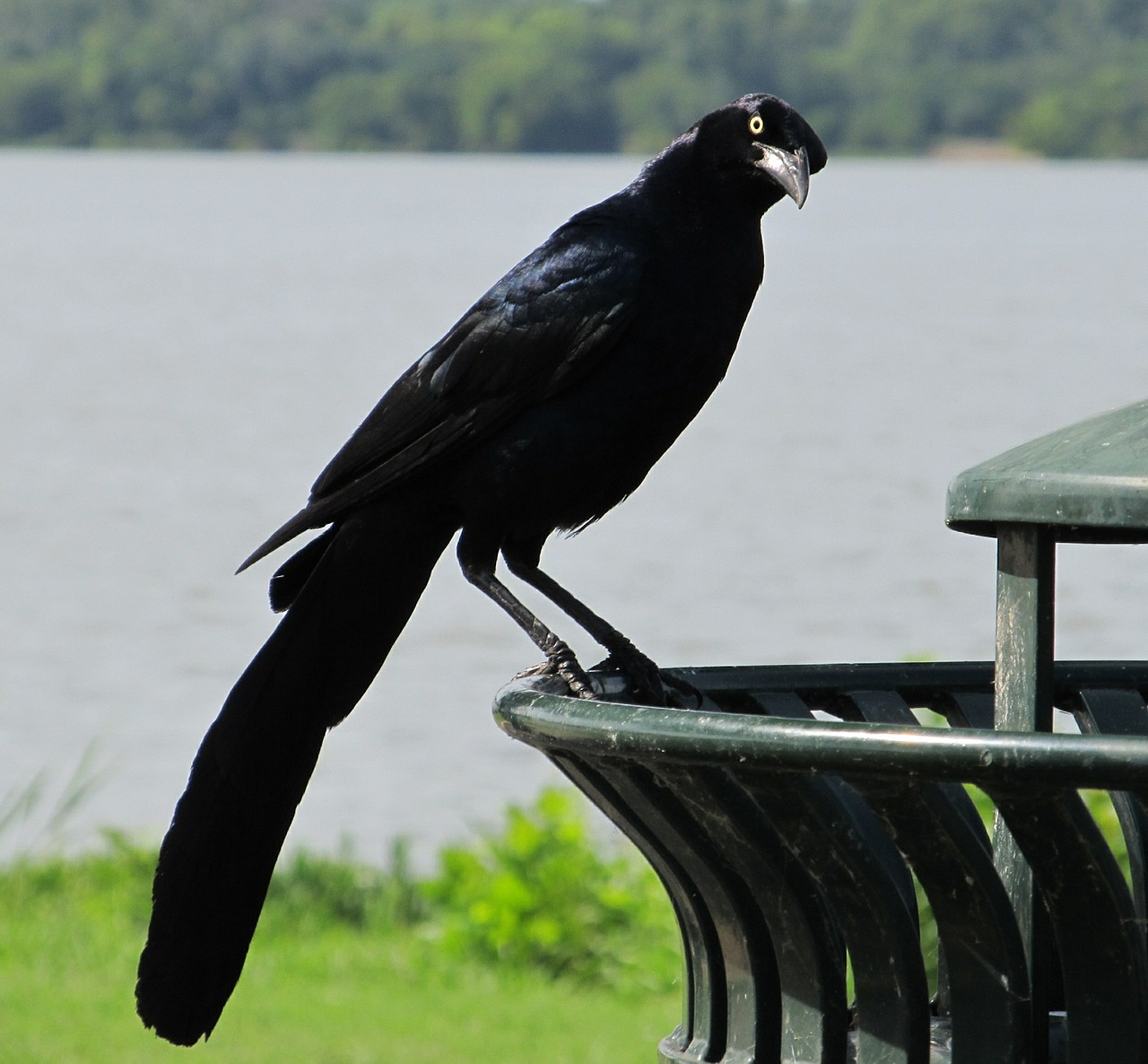 blackbird raven crow free photo