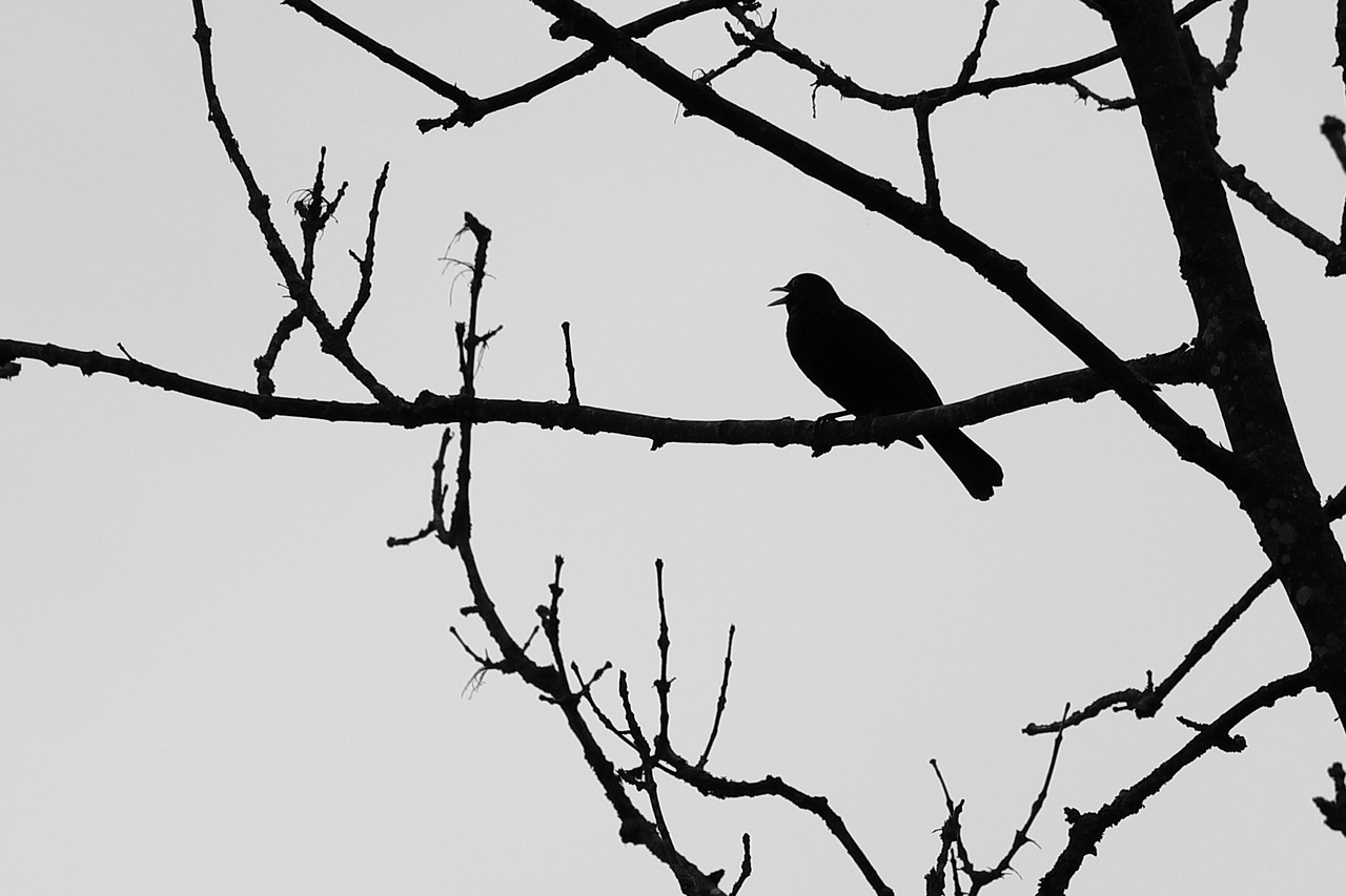 blackbird  aesthetic  bird free photo