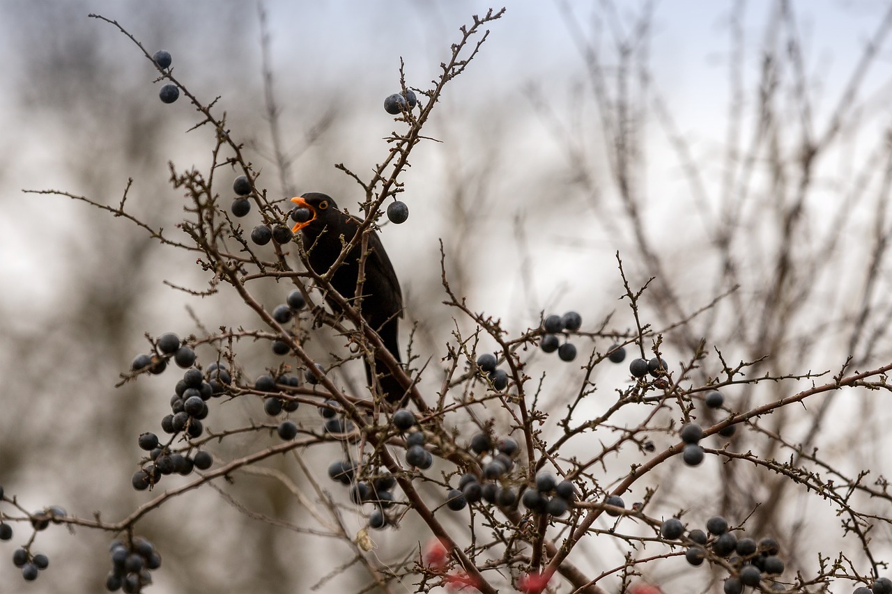 blackbird  bird  berry free photo