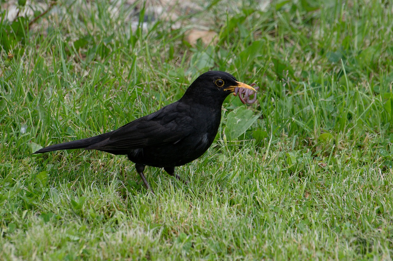 blackbird  collects  earthworms free photo