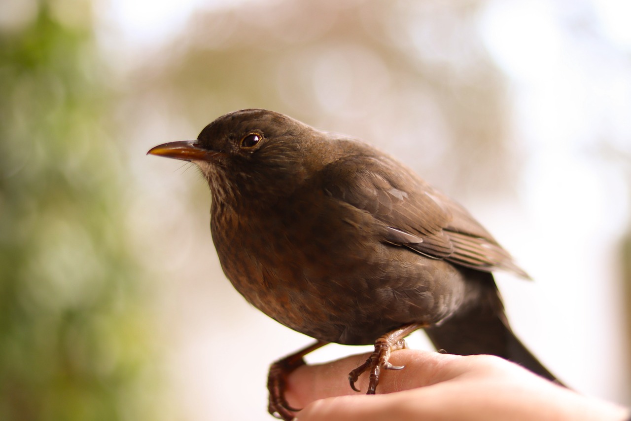 blackbird  nature  bird free photo