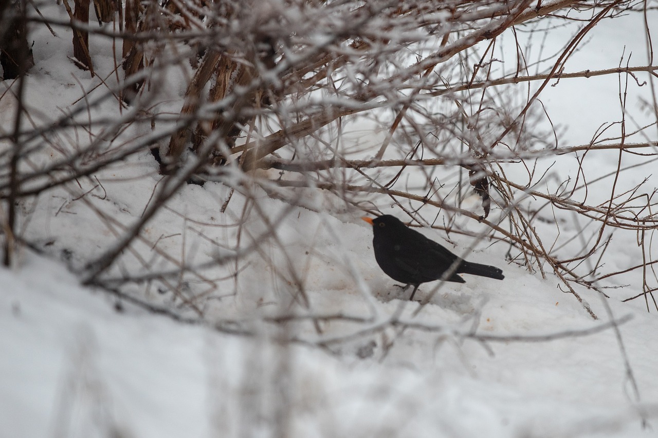 blackbird  snow  bird free photo