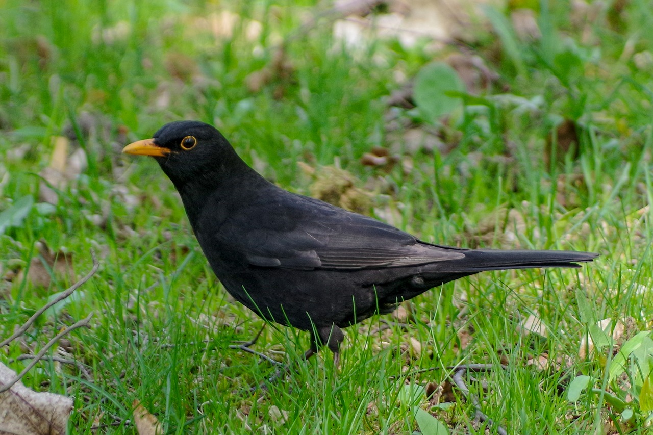 blackbird  bird  grass free photo