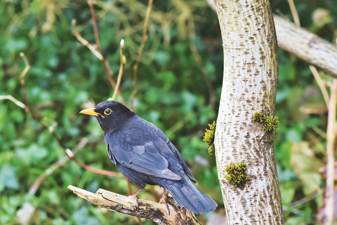 blackbird  bird  songbird free photo