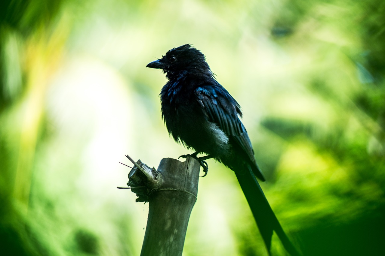 blackbird  birds of bangladesh  bangladesh free photo
