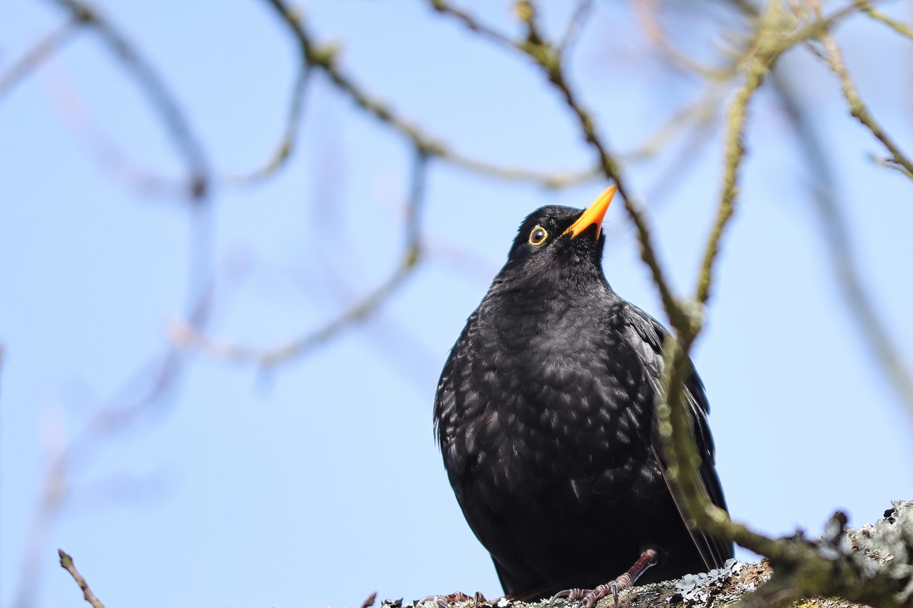 blackbird  songbird  turdus merula free photo