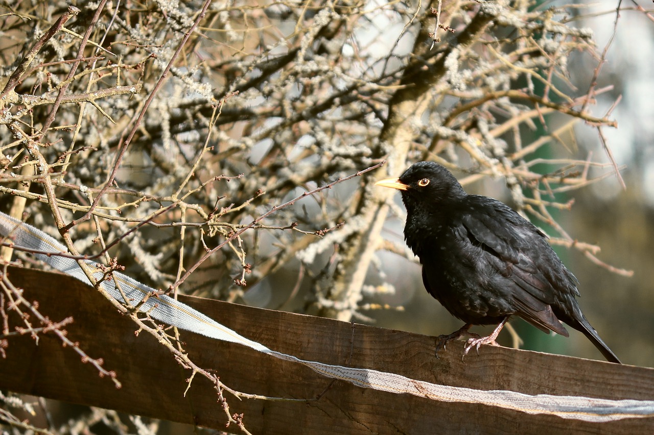 blackbird  bird  winter free photo