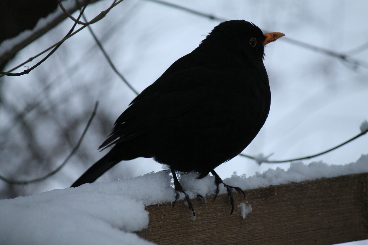 blackbird  winter bird  bird free photo