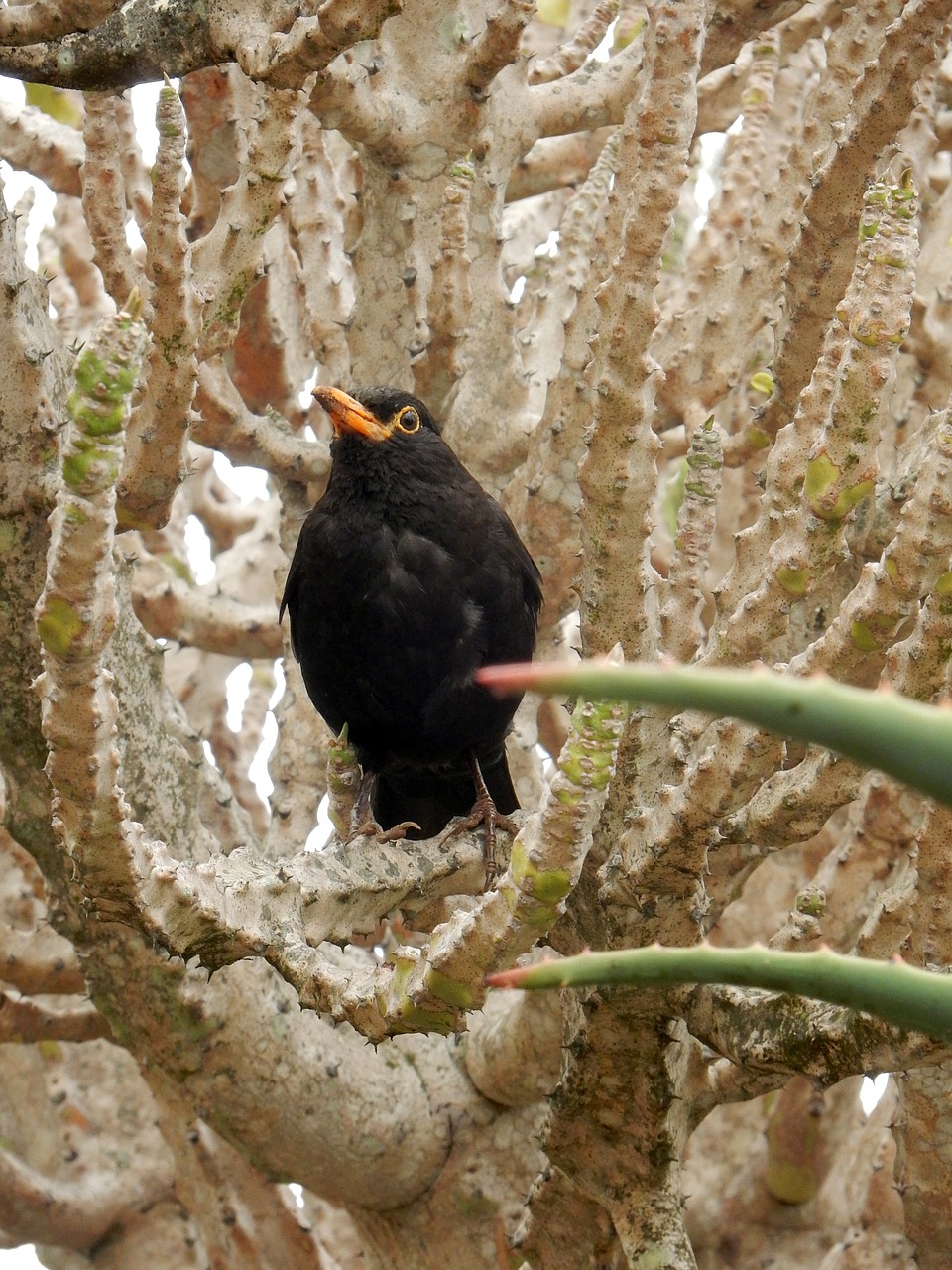 blackbird  cactus  madeira free photo