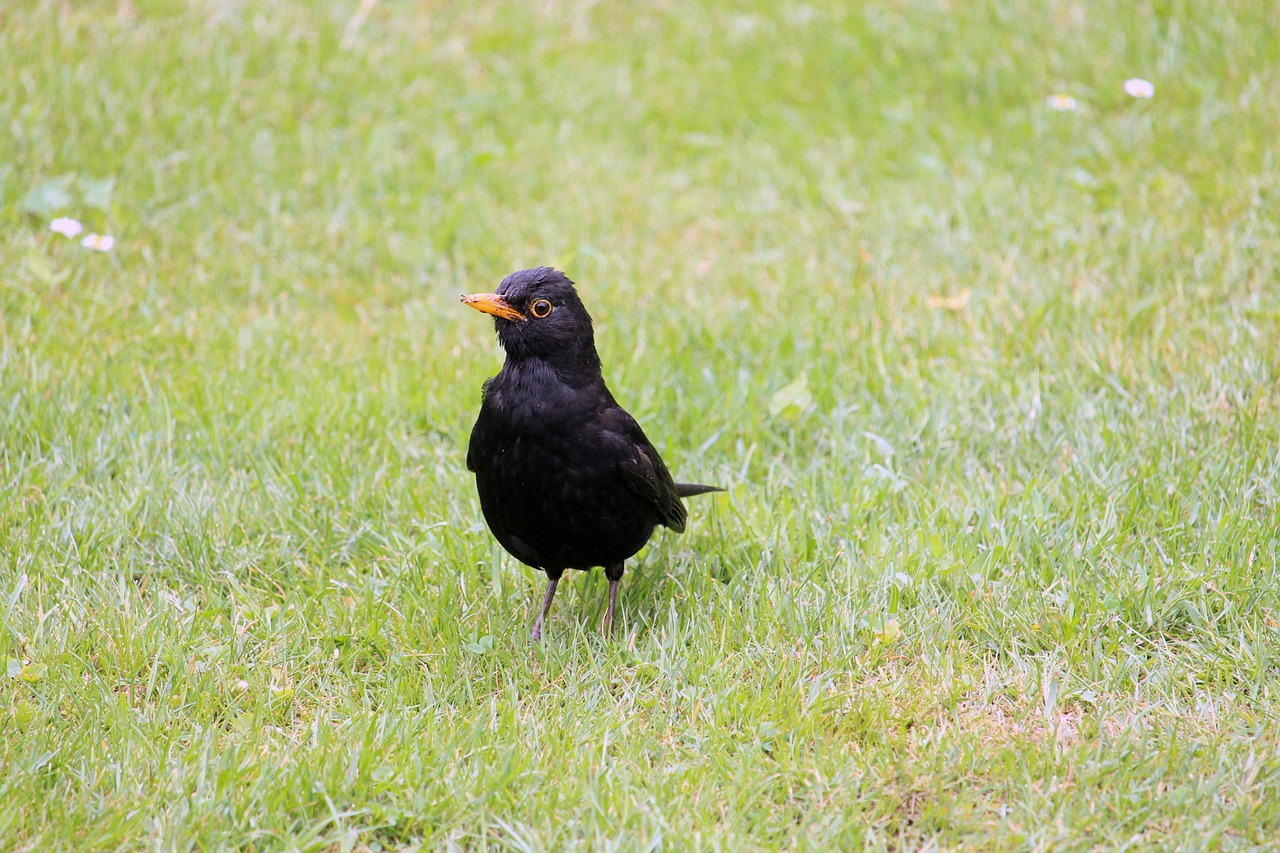 blackbird  bird  animal free photo