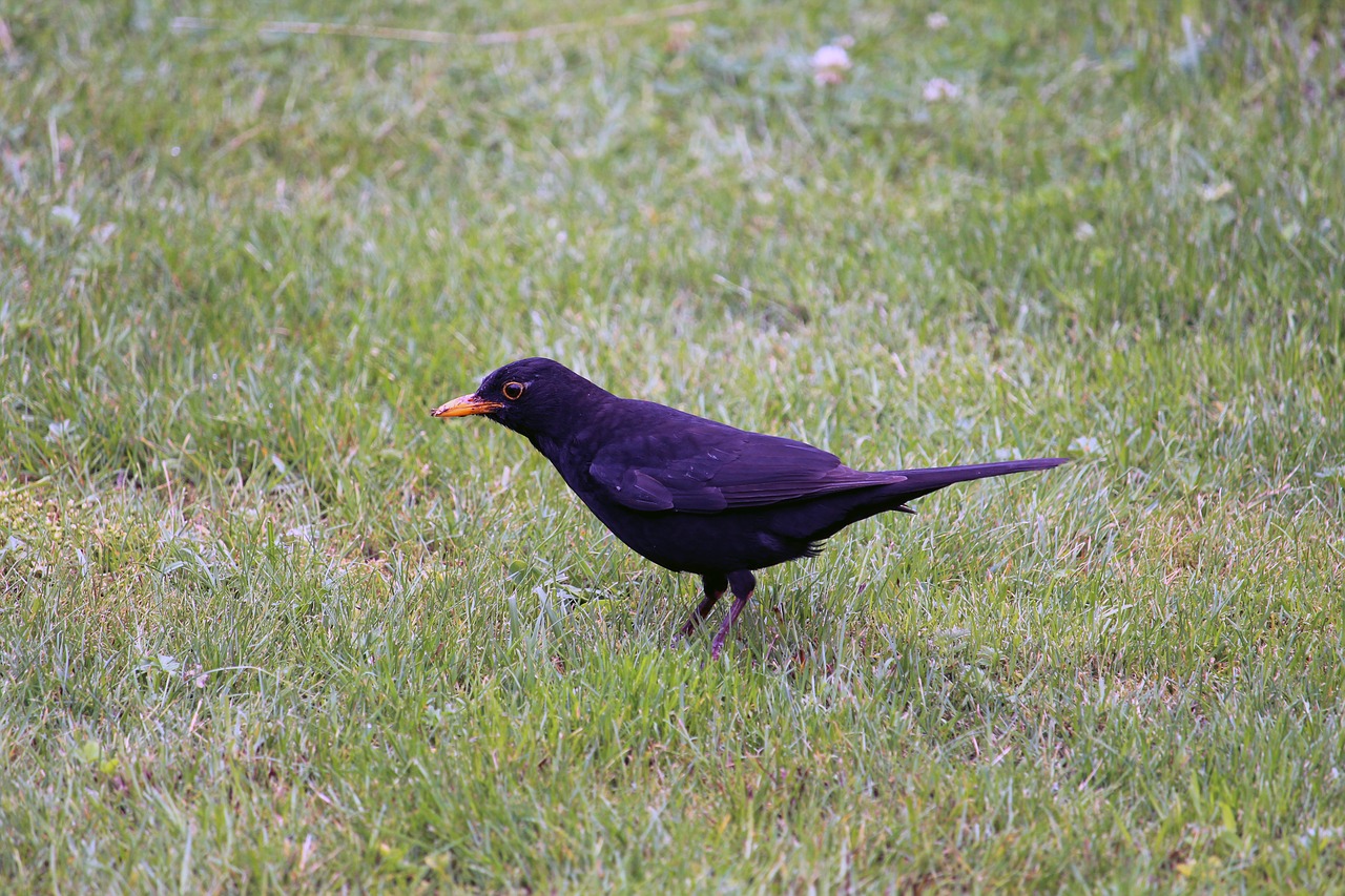 blackbird  bird  animal free photo