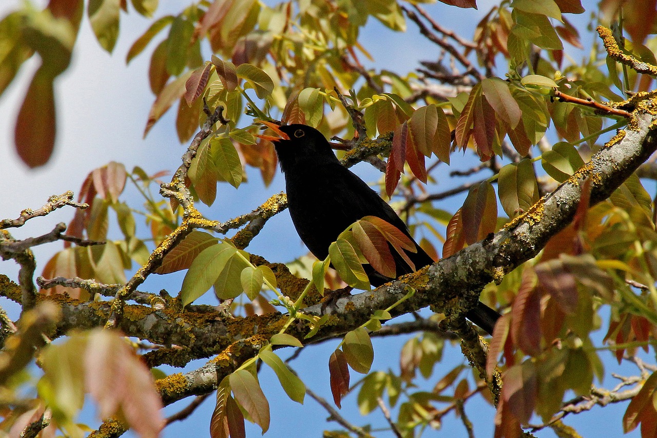 blackbird  bird  tree free photo