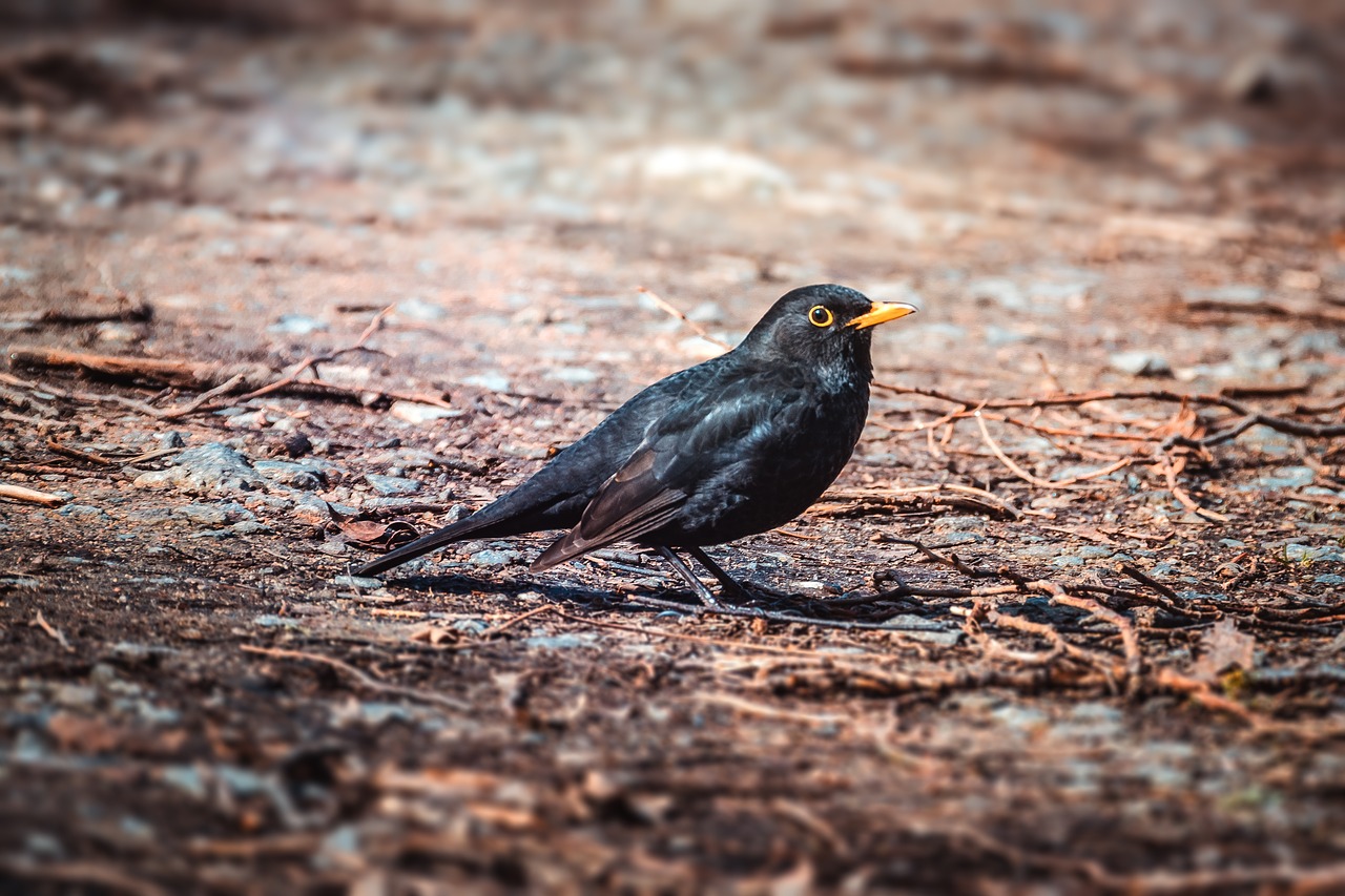 blackbird  bird  animal free photo