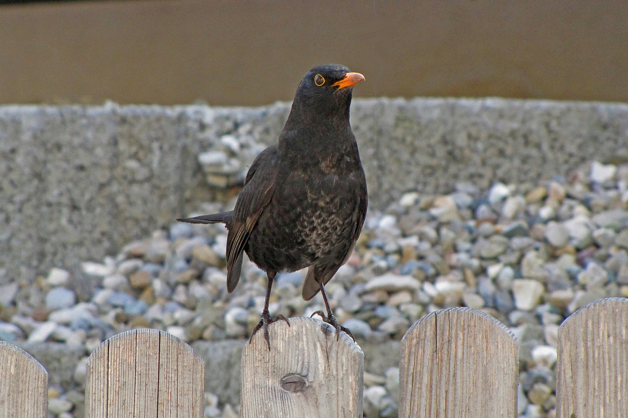 blackbird  bird  onlooker free photo