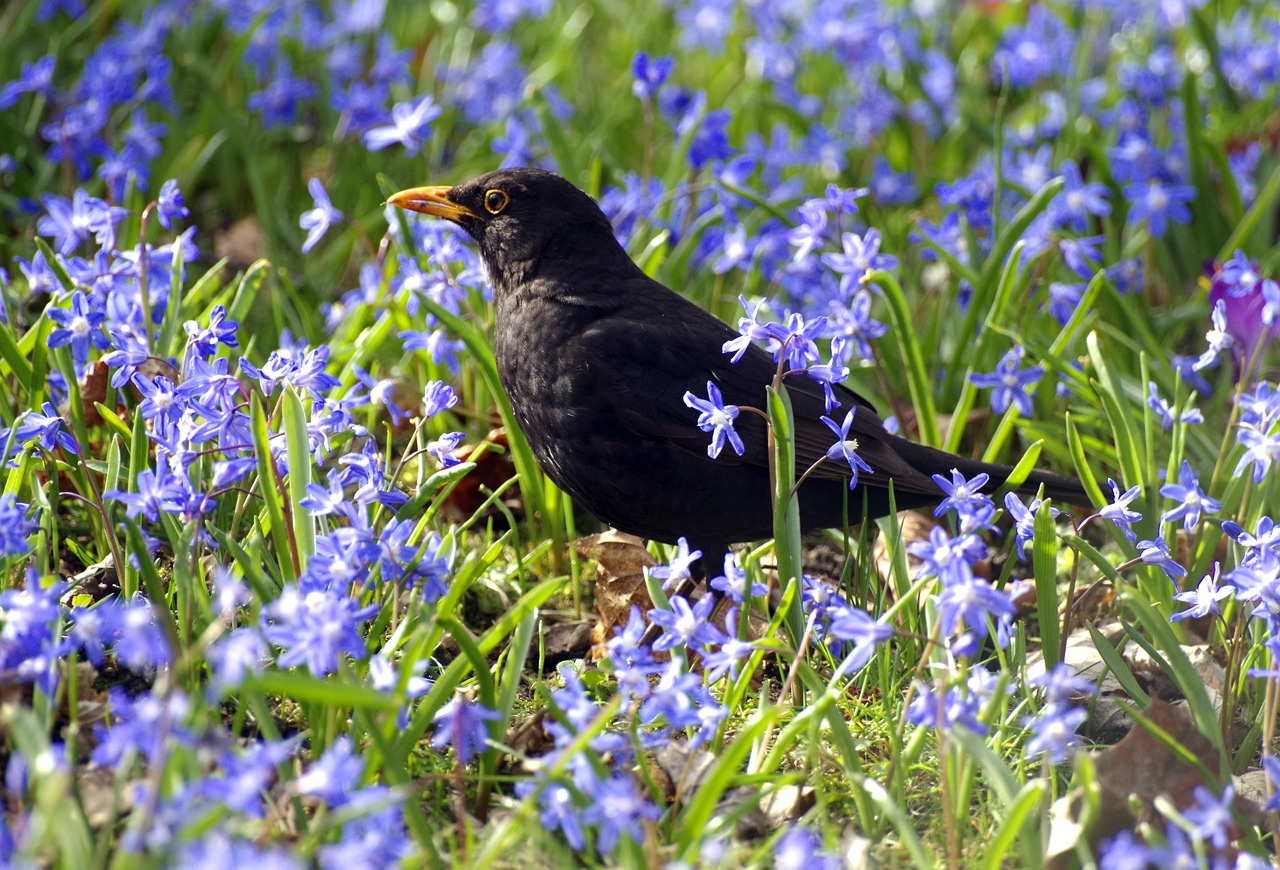 blackbird  meadow  foraging free photo