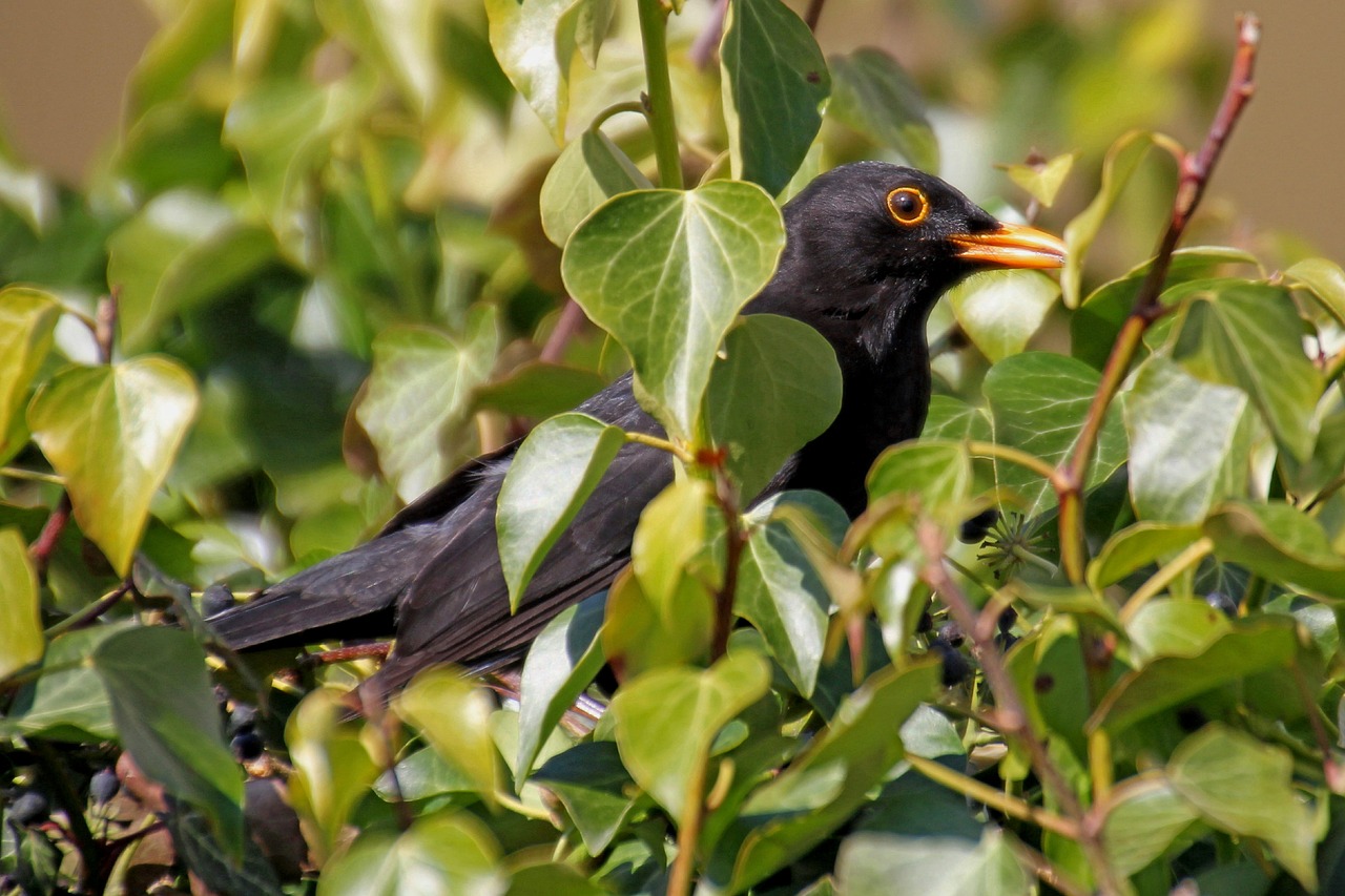 blackbird  bird  garden free photo