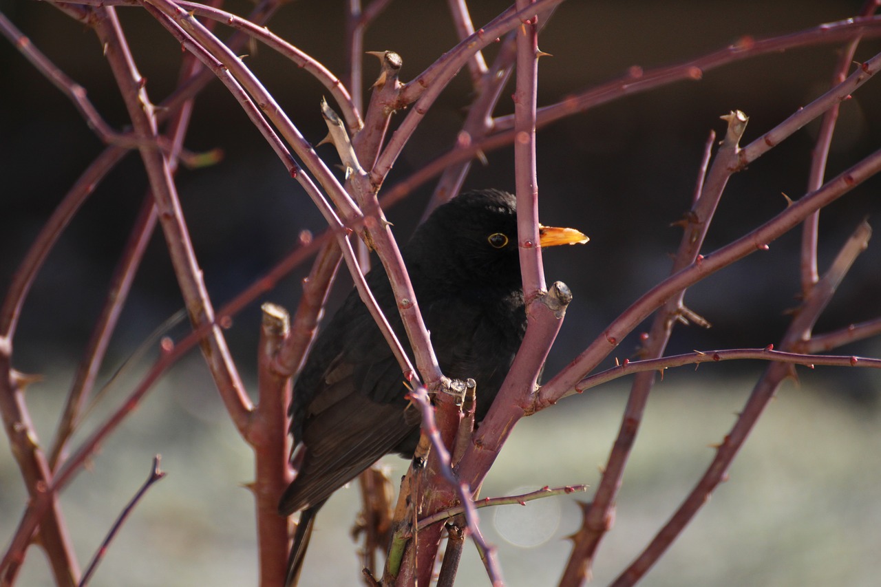 blackbird  bird  rose free photo