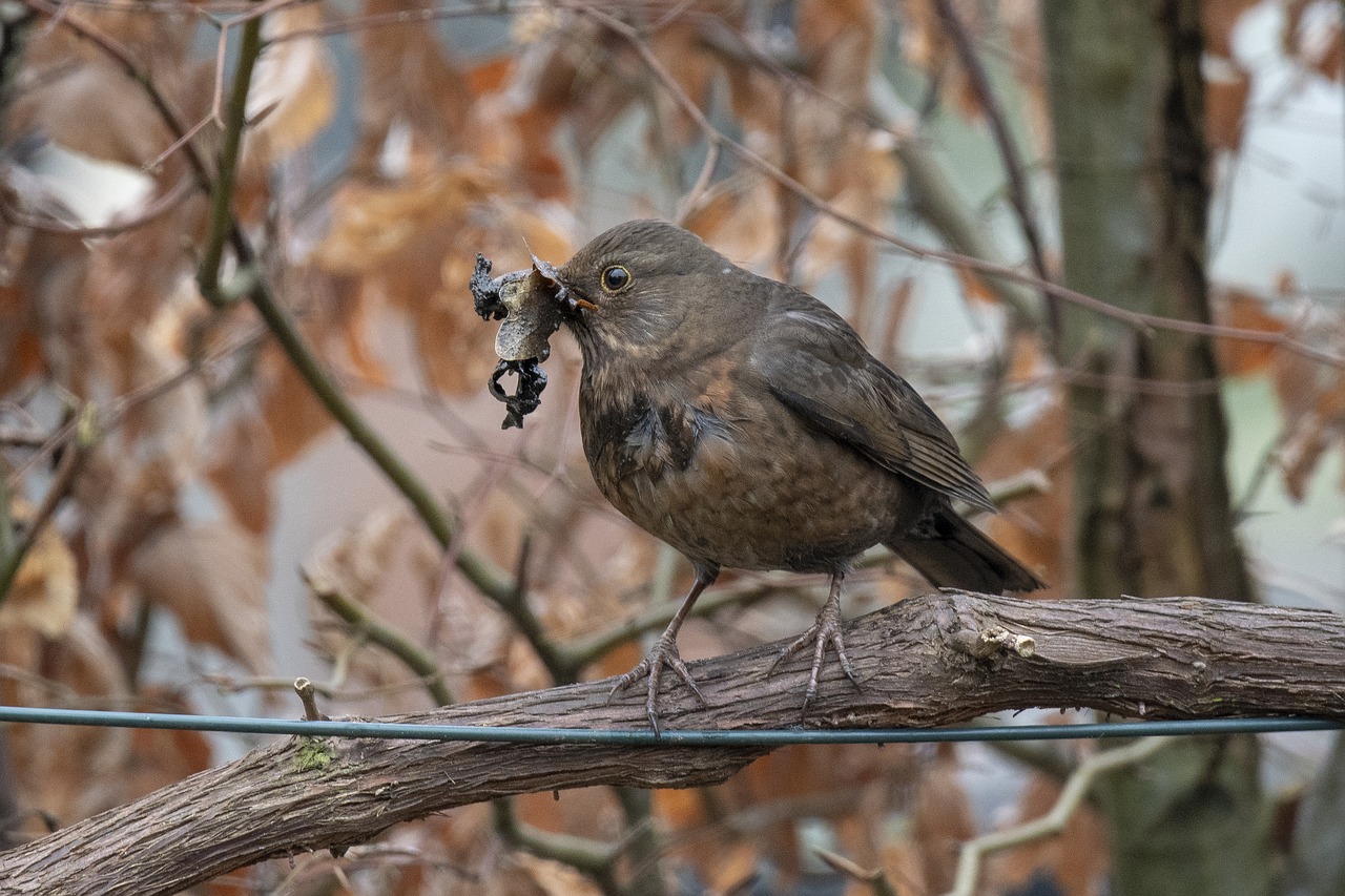blackbird  bird  nest free photo