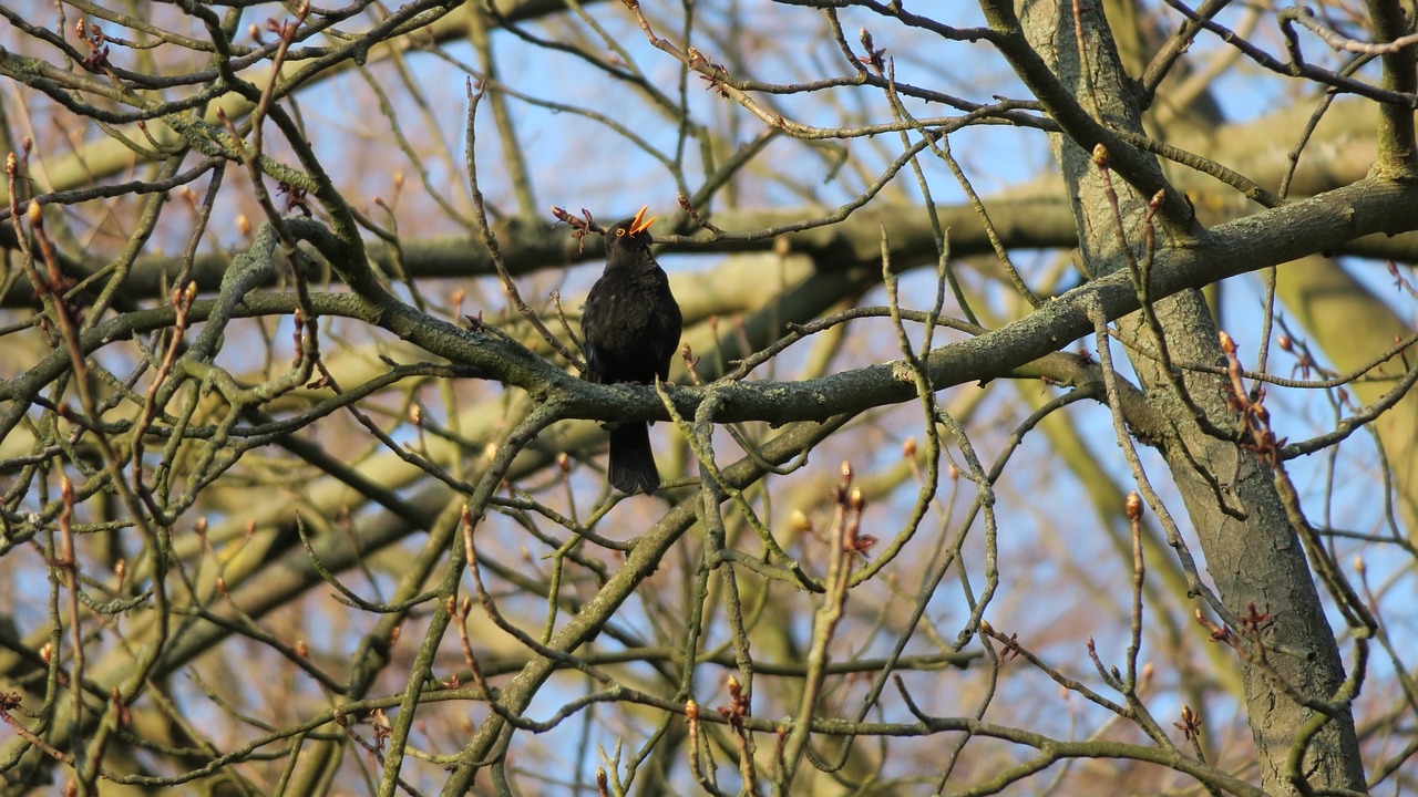blackbird  bird  singer free photo
