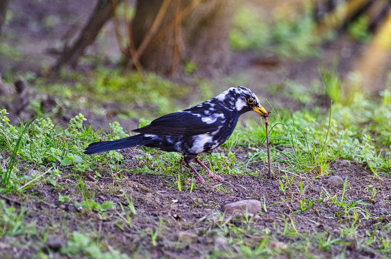 blackbird  earthworm  foraging free photo