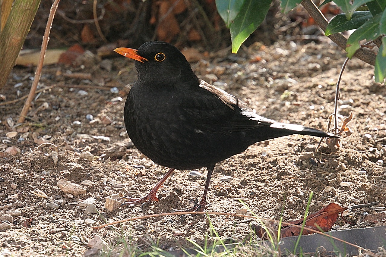 blackbird  bird  animal free photo