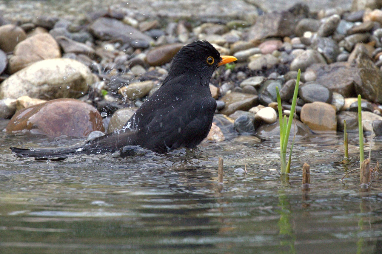 blackbird  swim  water free photo