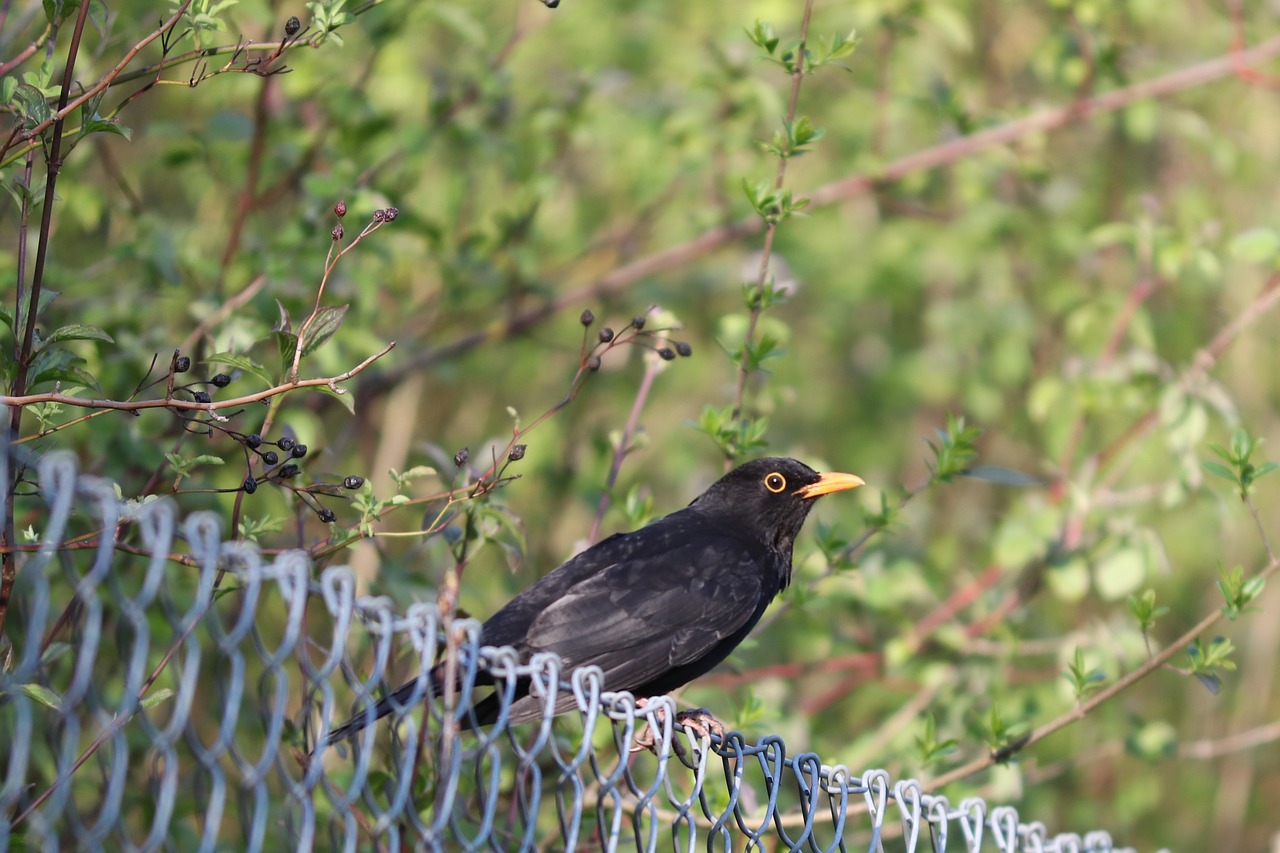 blackbird  songbird  fence free photo