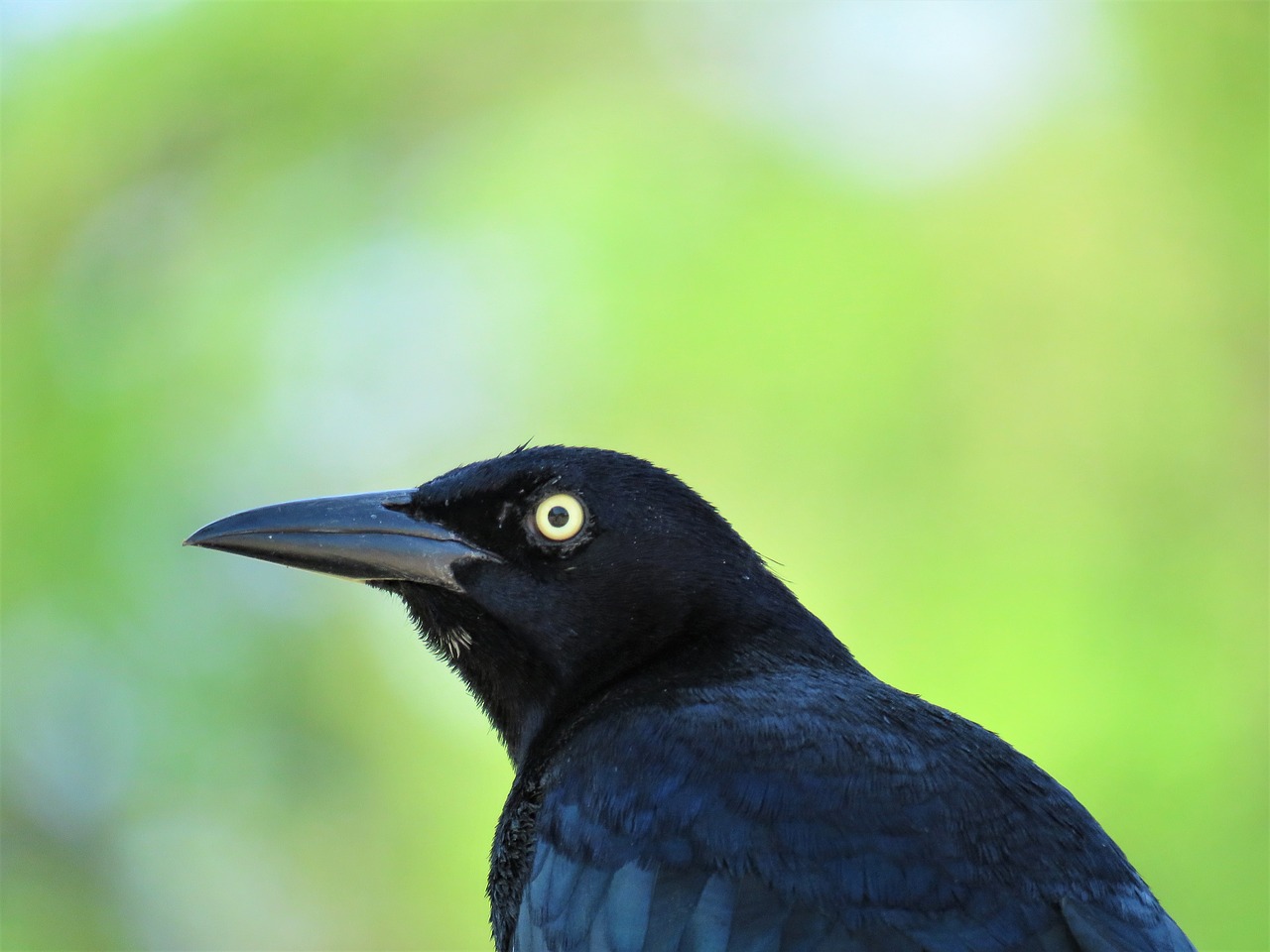 blackbird  nature  bird free photo