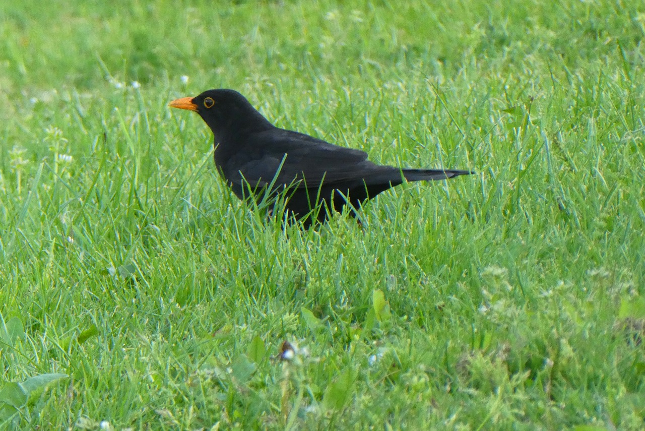 blackbird  bird  grass free photo