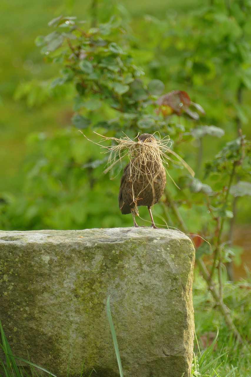 blackbird  bird  fauna free photo