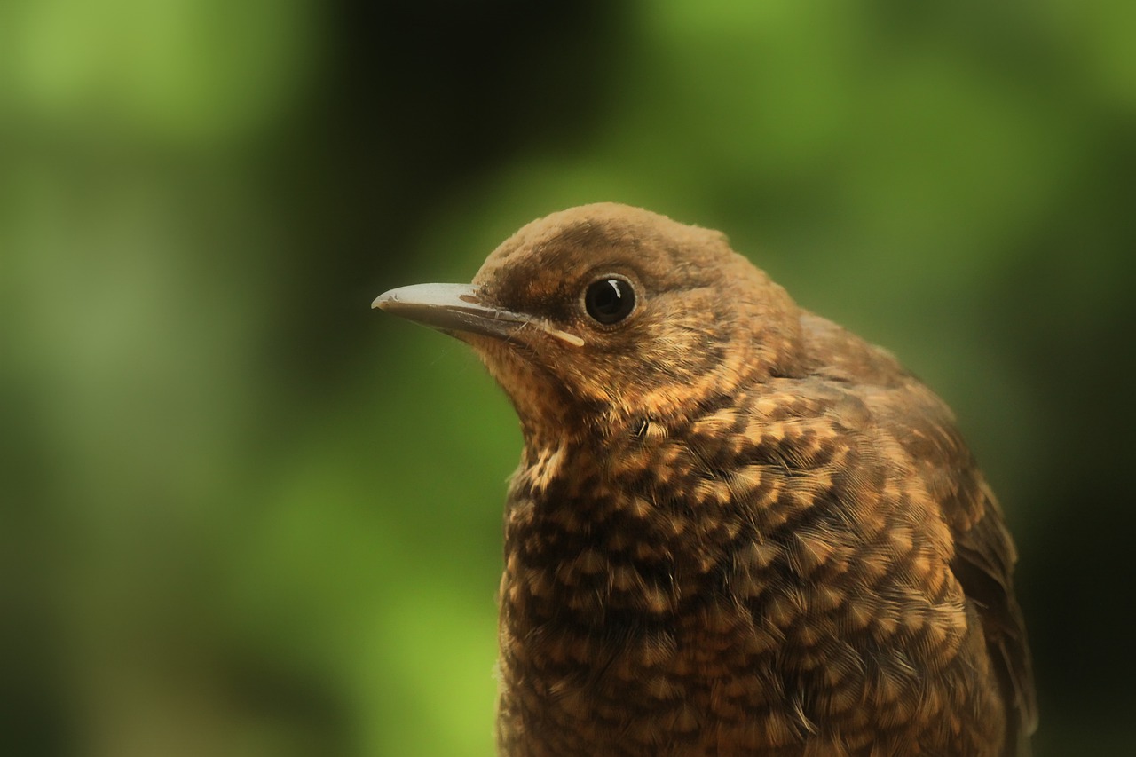 blackbird  bird  close up free photo