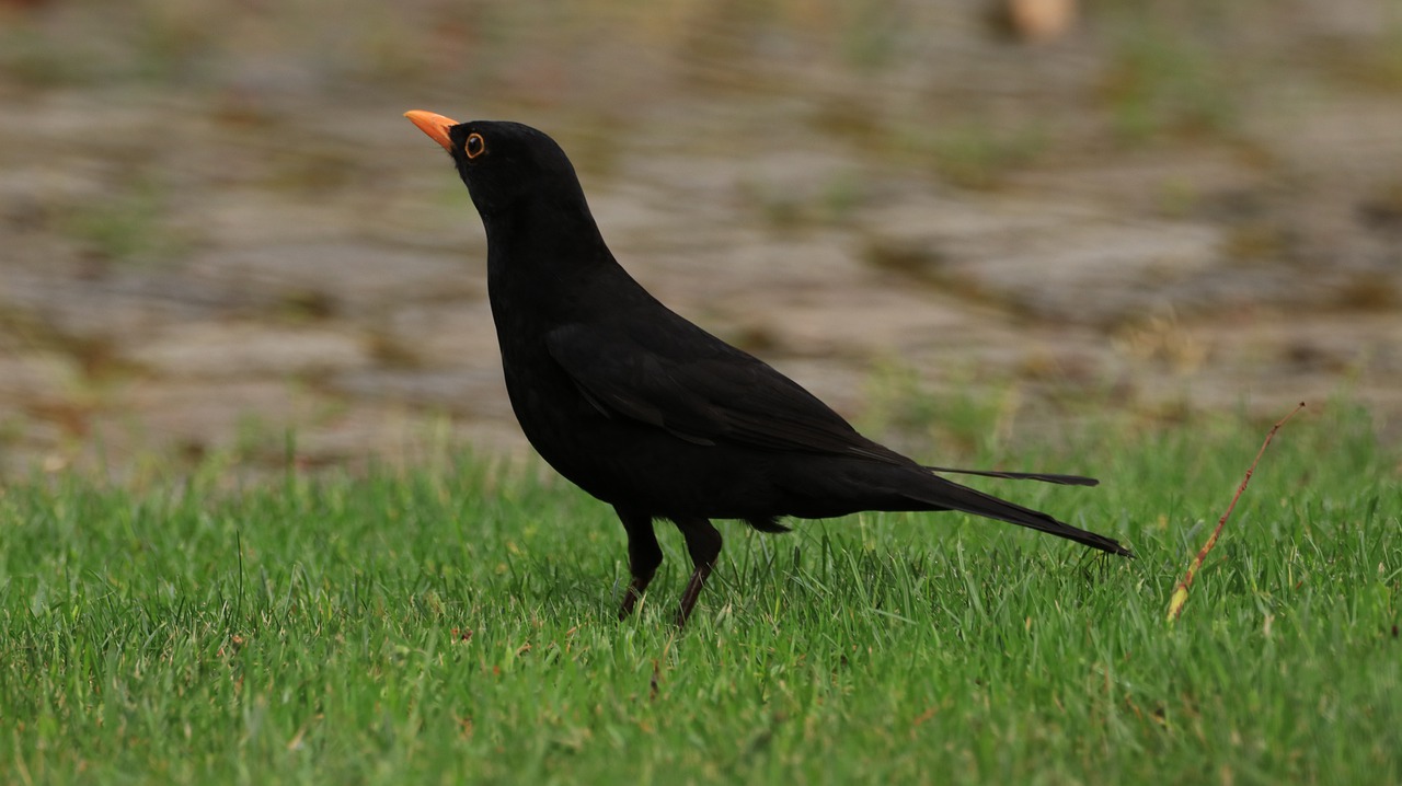 blackbird  bird  animal free photo